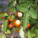Sunburned Tomatoes