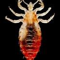 Body Lice<br>(adult: actual size ~2-4mm)