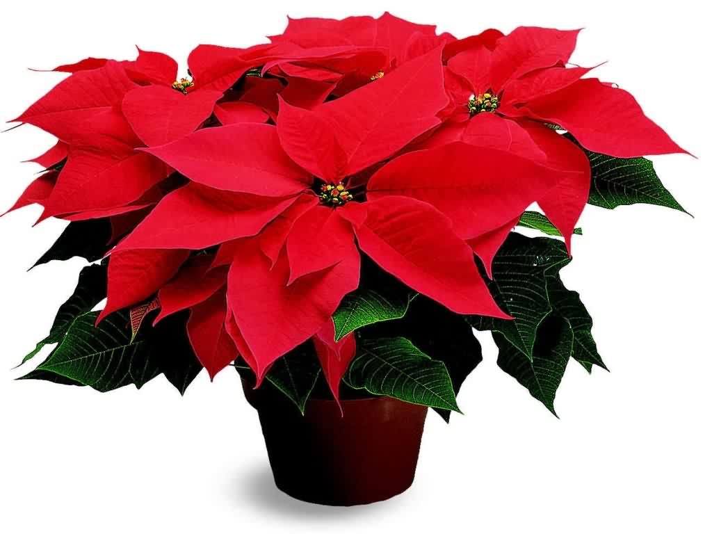 Re-blooming a Poinsettia? Next Year? - HOrT COCO-UC Master Gardener ...