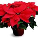 Poinsettia<br>photo: ipc.org