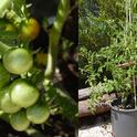 Growing Tomatoes in a Container