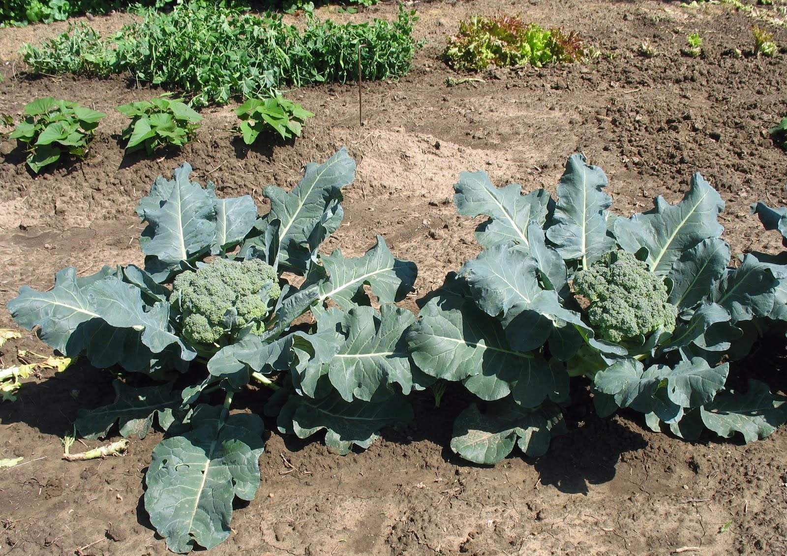 Broccoli: More Than Just A Dana Carvey YouTube Video - HOrT COCO-UC Master Gardener Program of Contra Costa - ANR Blogs