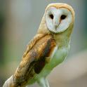 Barn Owl (Tyto alba)<br>photo: Peter Trimming, UK