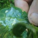 Typical Leafminer damage to <br>young citrus leaf