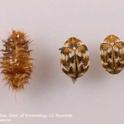 Varied carpet beetle<br>cast larval skin (left)<br>& adults (ctr & rt)