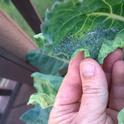 Brussel Sprouts with Aphids<br>photo: Kepplerworld.com