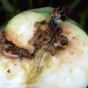 Frass, a mixture of feces and food fragments, fills tunnels that codling moth larvae have bored into this apple.