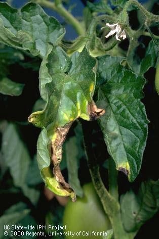 Tomato plant affected by verticillium wilt