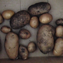 Box of picked potatoes