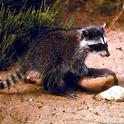 Juvenile raccoon<br><I>(Procyon lotor)</I>