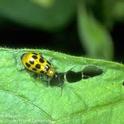 Western Spotted Cucumber Beetle<br>chewing on a leaf