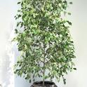 Ficus benjamina<br>potted indoors