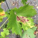 Zinfandel Grape leaves impacted<br>earlier by powdery mildew