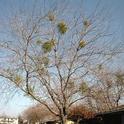 Large Leaf Mistletoe is Evergreen in Deciduous Tree