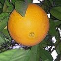 Washington Navel Orange<br>Photo: Launa Herrmann<br>Solano County MG