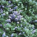 Ceanothus 'Yankee Point'<br>pix: Oregon State Univ