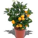 <b>citrus-calamondin</b><br>pix: citrusplants.info