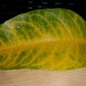 Yellowing Lisbon Lemon Leaves<br>picture from client