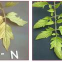 Characteristic nitrogen deficiency <br> pix: HaifaGroup