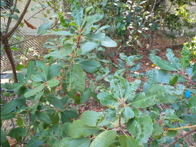 Scab on local Toyon