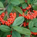 Cotoneaster lacteus<br>pix: CalPhoto