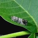 Adult Codling Moth