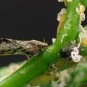 Asian Citrus Psyllid<br>Brownish adult, yellow nymphs, and white wax of the Asian citrus psyllid, Diaphorina citri