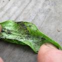 WhiteFlies, honeydew, and sooty mold <br>found on underside of leaf