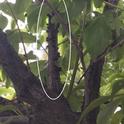 Kuono Scale on Plum Tree (bumps)