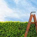 Hedgerow Ladder