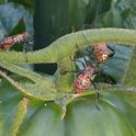 <center>Leaffooted Bugs (nymphs)<br>enjoying a CCC tomato</center>