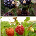 Blackberry and Raspberry<br>With White Drupelet Disorder