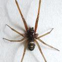 False Widow Spider<br>Copyright © 2016 Jim Moore <br>@ bugguide.net