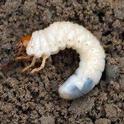 likely masked chafer larva