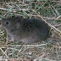 vole (meadow mouse)