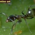 Adult Argentine Ant