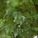 Fruitless Mulberry Leaves