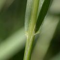 Agrostis pallens<br>aka Native Bent Grass or Thin Grass<br>© Copyright 2007 Keir Morse (www.keiriosity.com)