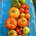 Assprted Summer Tomatoes