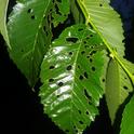 Elm Leaf Beetle 