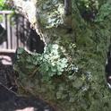 lichen covered trunk