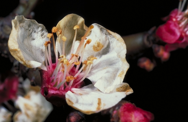 Brown Rot on Blossom<br>Photo by Jack Kelly Clark, courtesy UC Statewide IPM Program