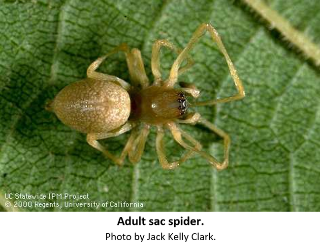 yellow Sac Spider