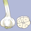 hardneck garlic