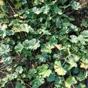 mallow weed