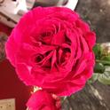 triple bud rose