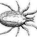 rat mite (ornithonyssus bacoti)