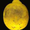 Septoria Symptoms Citrus (br) on Lemon