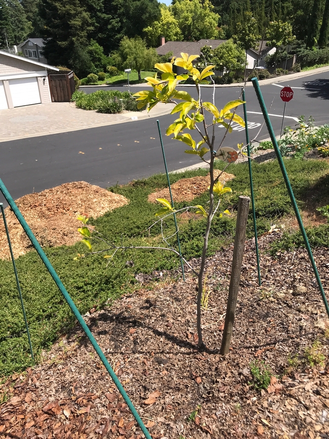 Young Persimmon Tree (w/Problems)