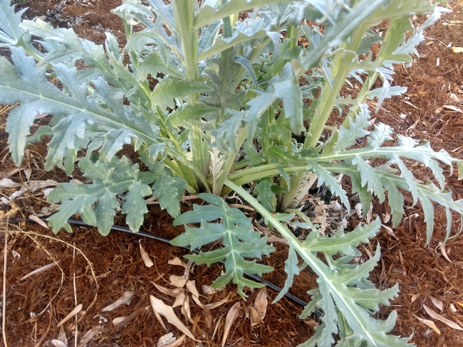 New growth on 3+ year old <br>artichoke plant